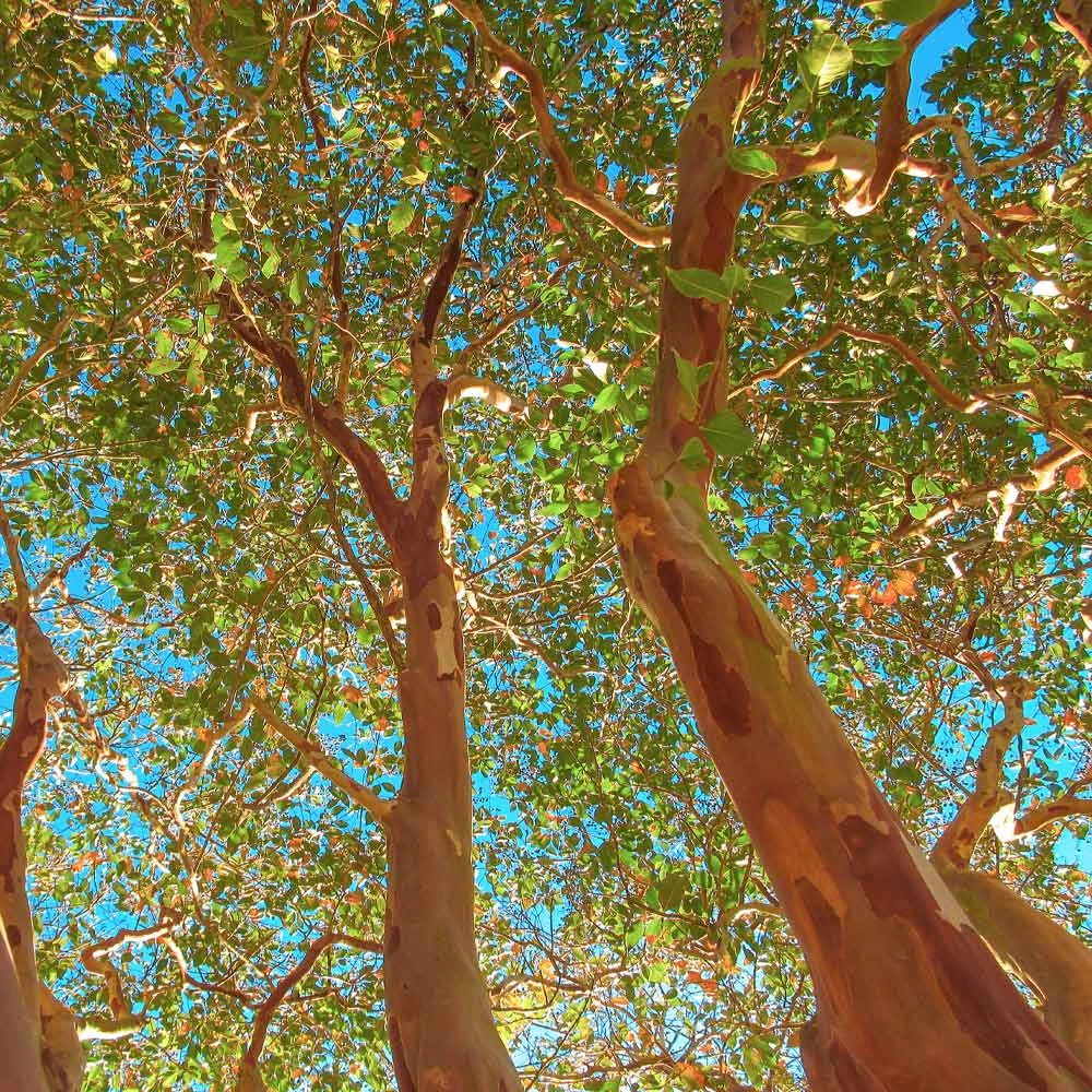 Red Rocket Crape Myrtle Tree - Image 3