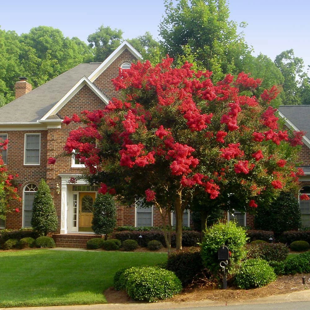Red Rocket Crape Myrtle Tree - Image 2