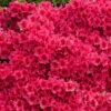 Red Ruffles Azalea Shrub