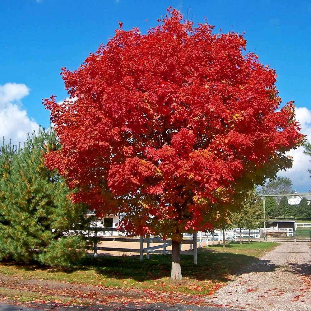 Red Sunset® Maple Tree - Image 2