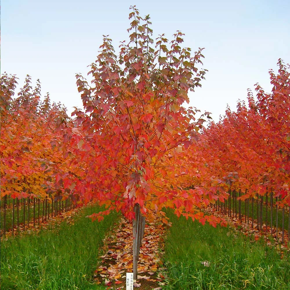 Red Sunset® Maple Tree - Image 6