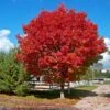 Red Sunset® Maple Tree