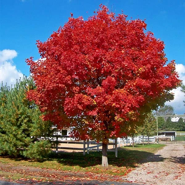 Red Sunset® Maple Tree