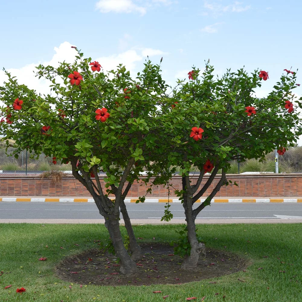 Red Tropical Hibiscus Tree - Image 4