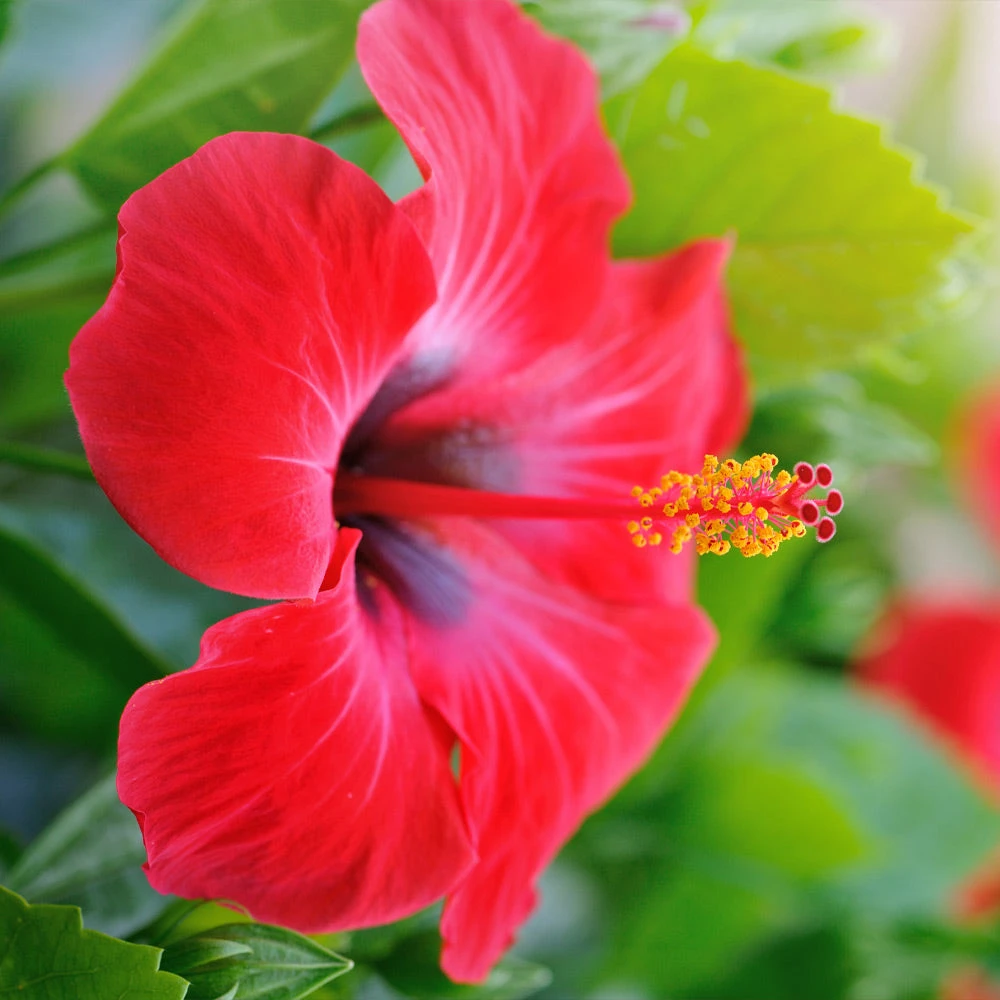 Red Tropical Hibiscus Tree - Image 3