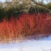 Red Twig Dogwood Shrub