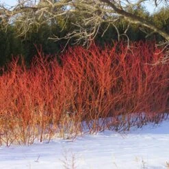 Red Twig Dogwood Shrub