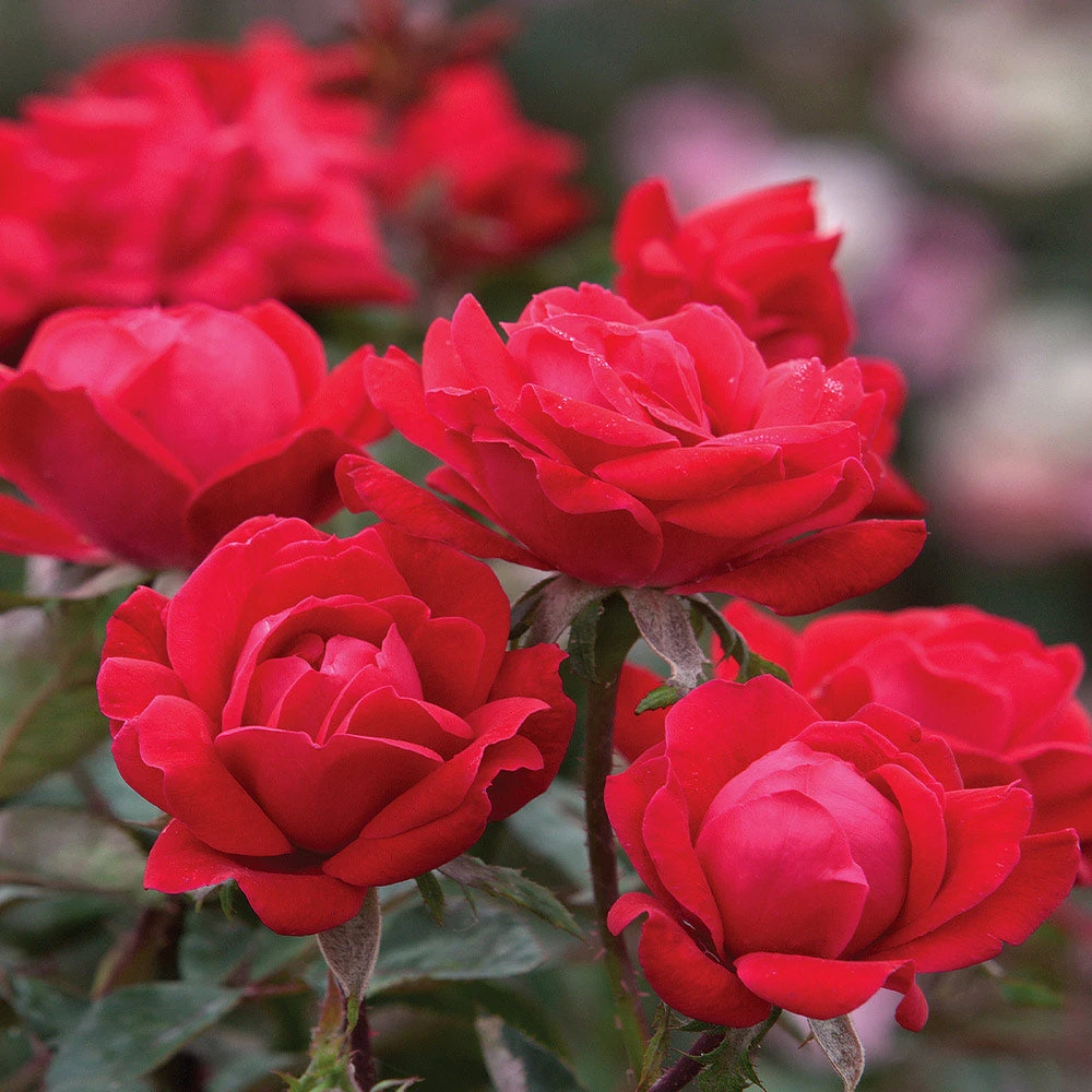 Double Knock Out® Rose - Image 3