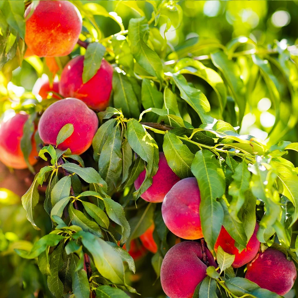 Redskin Peach Tree - Image 2