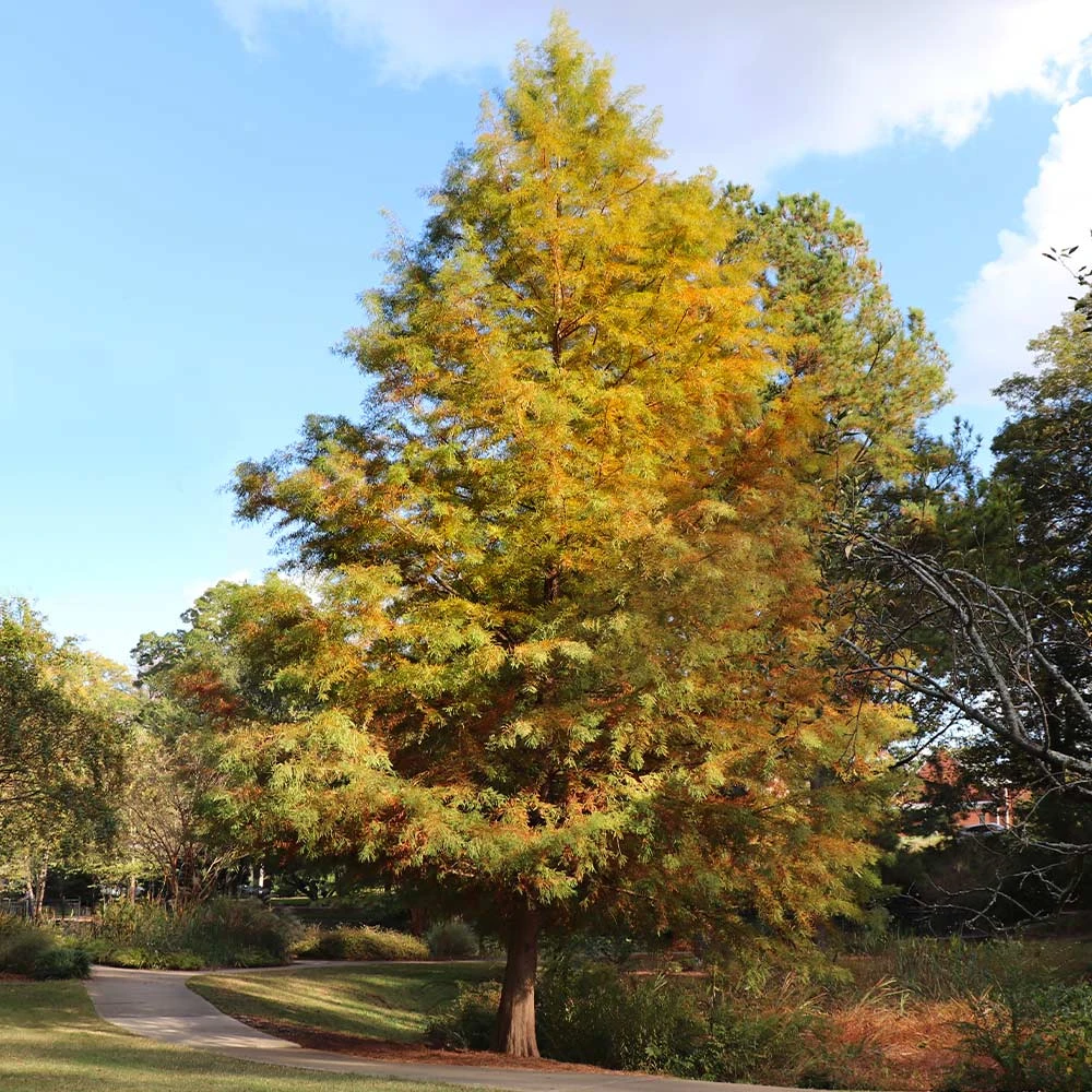 Dawn Redwood Tree - Image 6