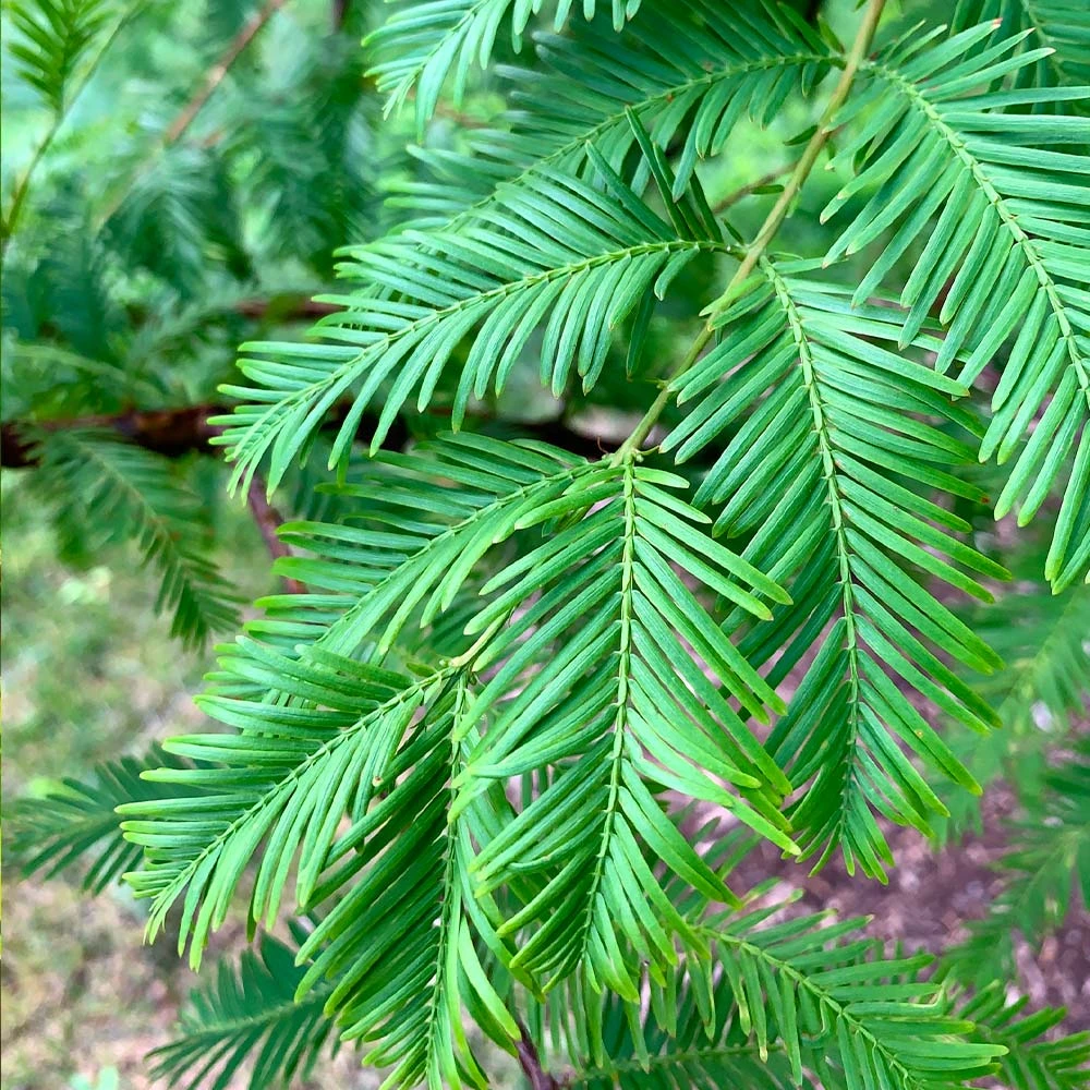 Dawn Redwood Tree - Image 4