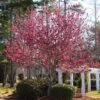 Robinson Crabapple Tree