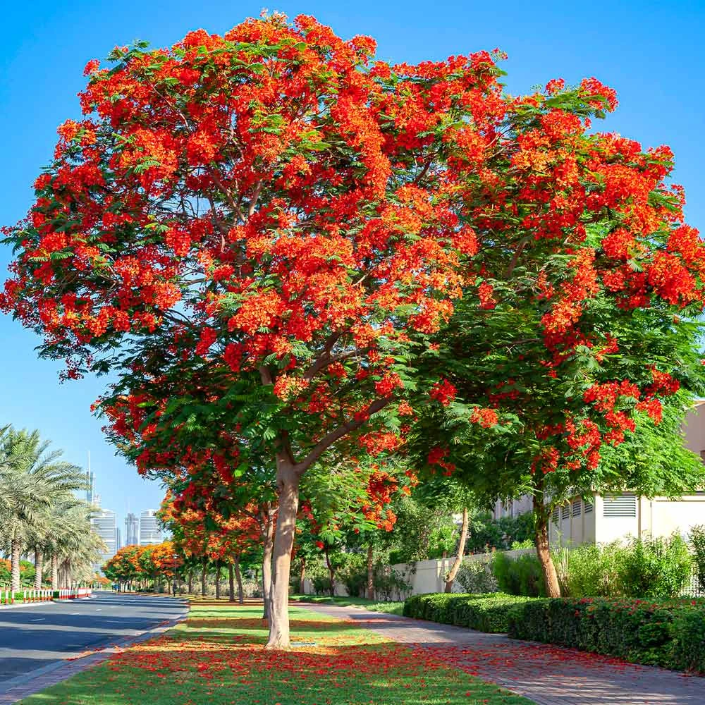 Royal Poinciana Tree - Image 4