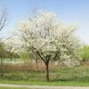 Royal White Redbud Tree