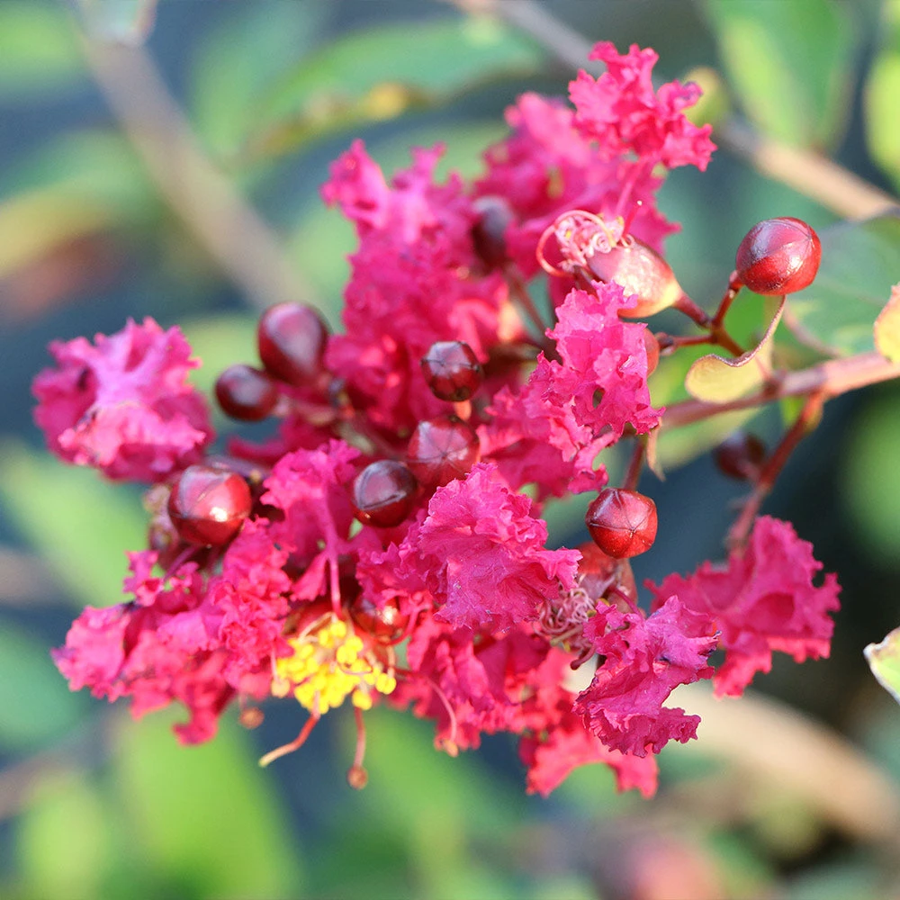 Ruby Prince™ Emerald Empire® Crape Myrtle Tree - Image 5