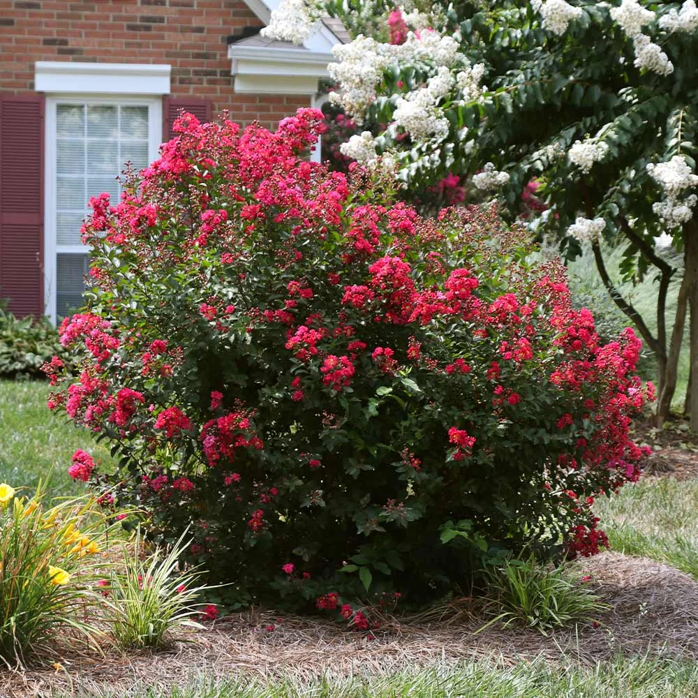 Ruby Prince™ Emerald Empire® Crape Myrtle Tree - Image 3