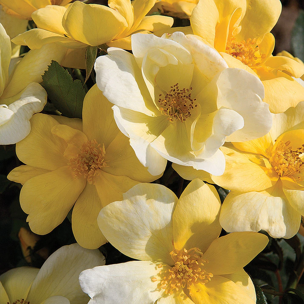 Sunny Knock Out® Rose Tree - Image 4