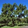 Sawtooth Oak Tree