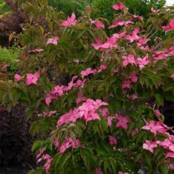 Scarlet Fire® Dogwood Tree