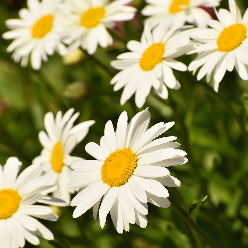 Becky Shasta Daisy - Image 3