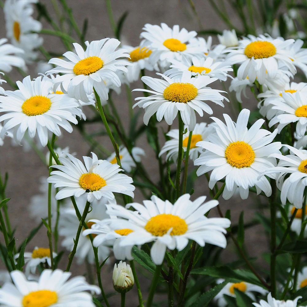 Becky Shasta Daisy - Image 2