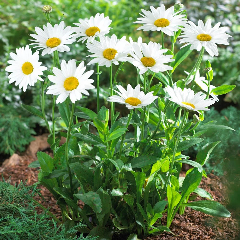 Becky Shasta Daisy - Image 4