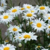 Becky Shasta Daisy