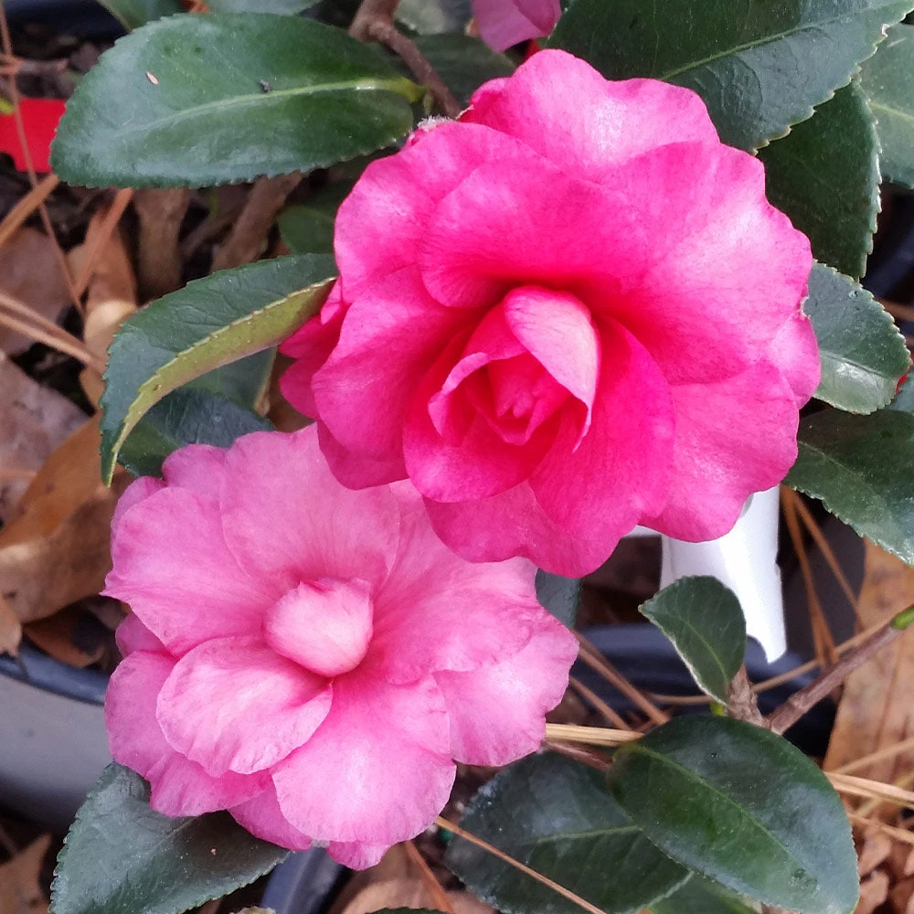 Shi-Shi Gashira Camellia Shrub - Image 5
