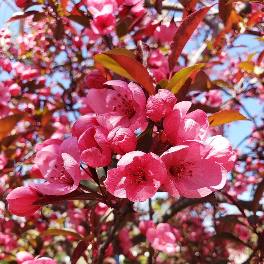 Show Time™ Crabapple Tree - Image 3