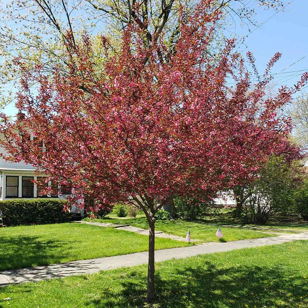 Show Time™ Crabapple Tree - Image 2