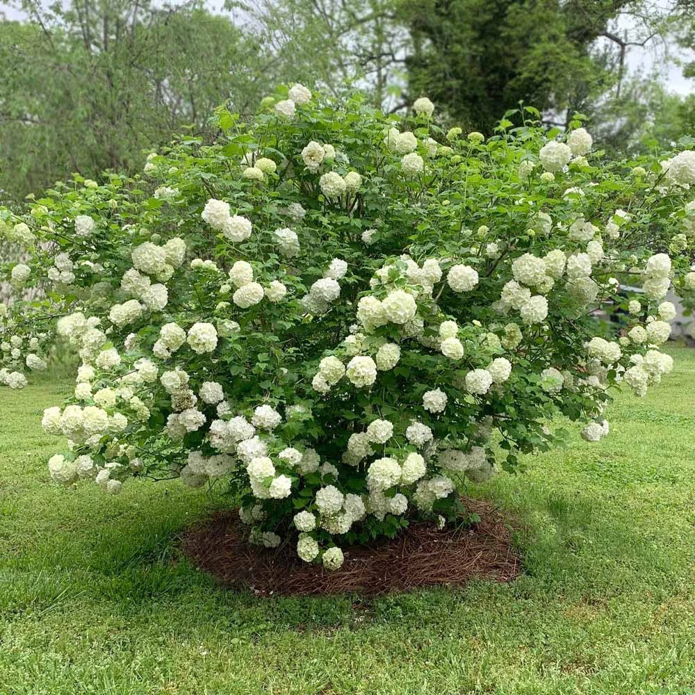 Snowball Viburnum Bush - Image 4