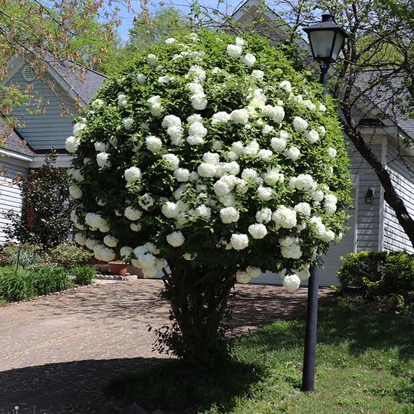 Snowball Viburnum Bush