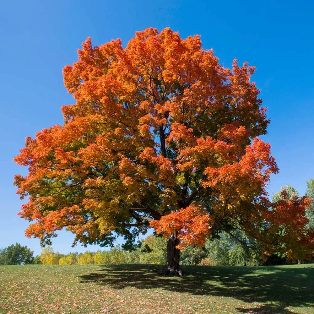 Sugar Maple Tree - Image 3