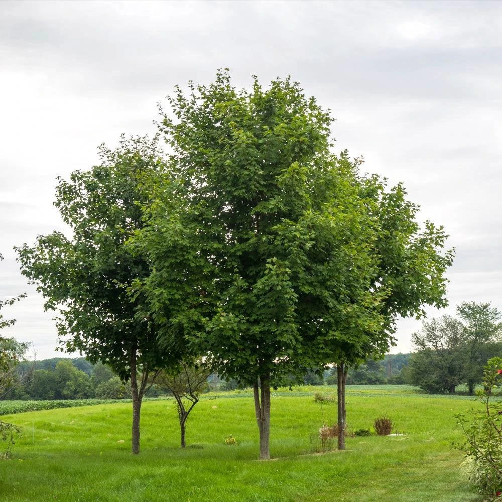 Sugar Maple Tree - Image 4