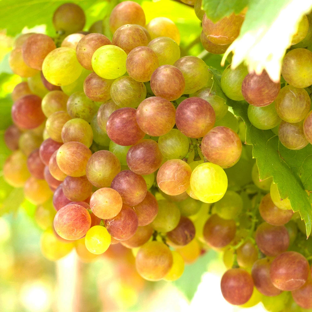 Summit Grape Vine - Image 2