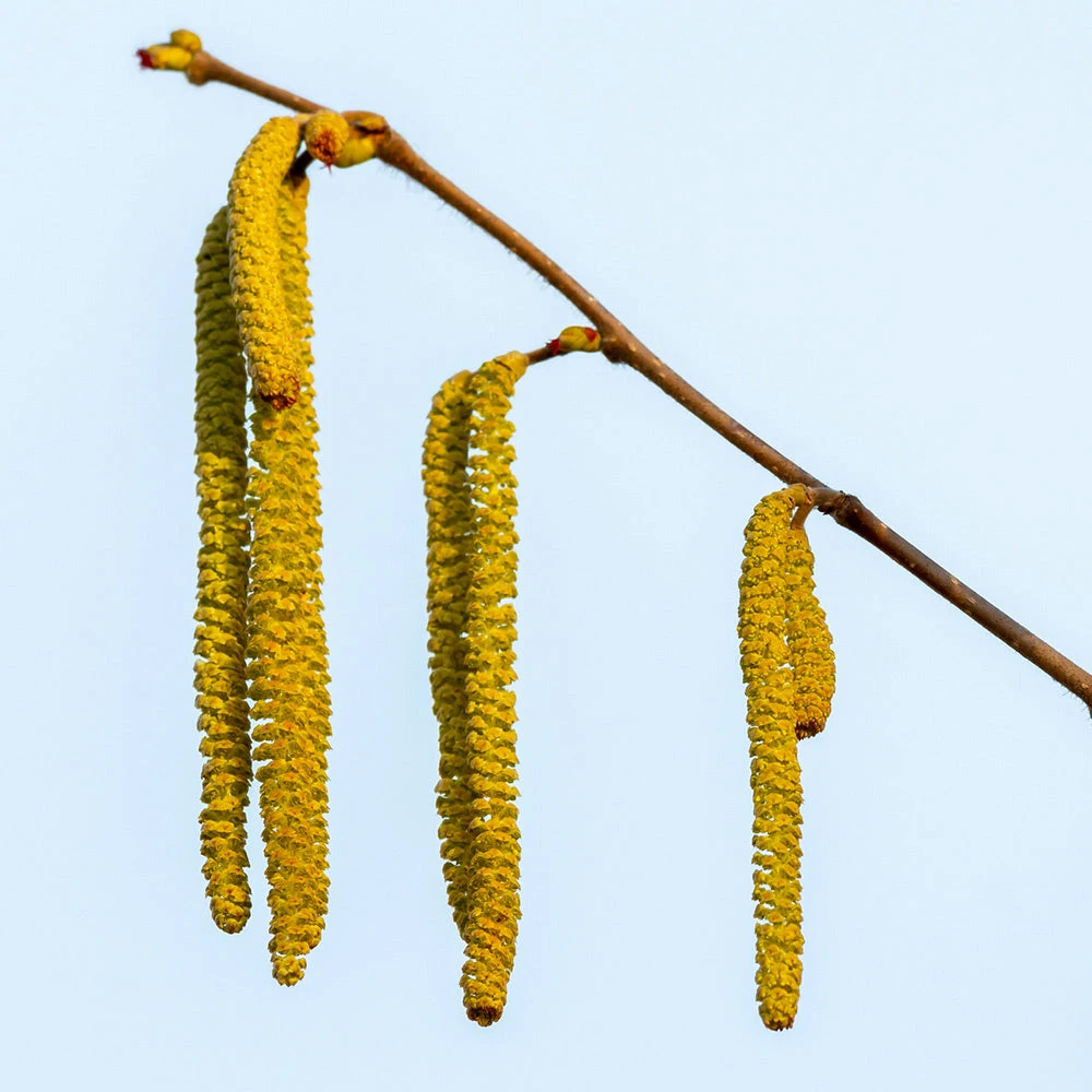 Theta Filbert Hazelnut Tree - Image 5