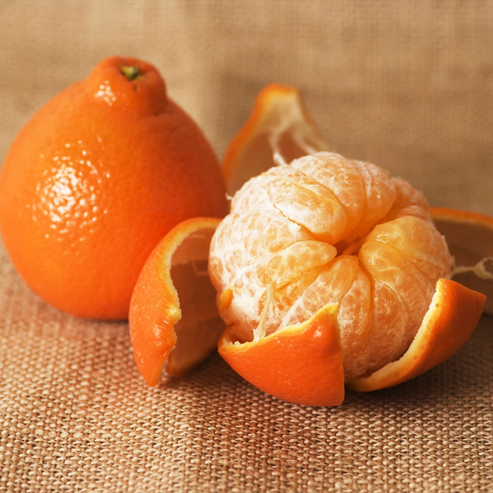 Minneola Tangelo Tree - Image 3