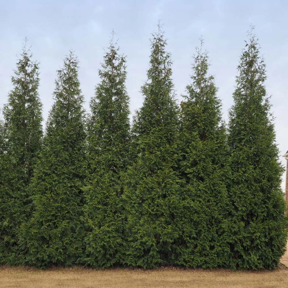Junior Giant Thuja Tree - Image 2