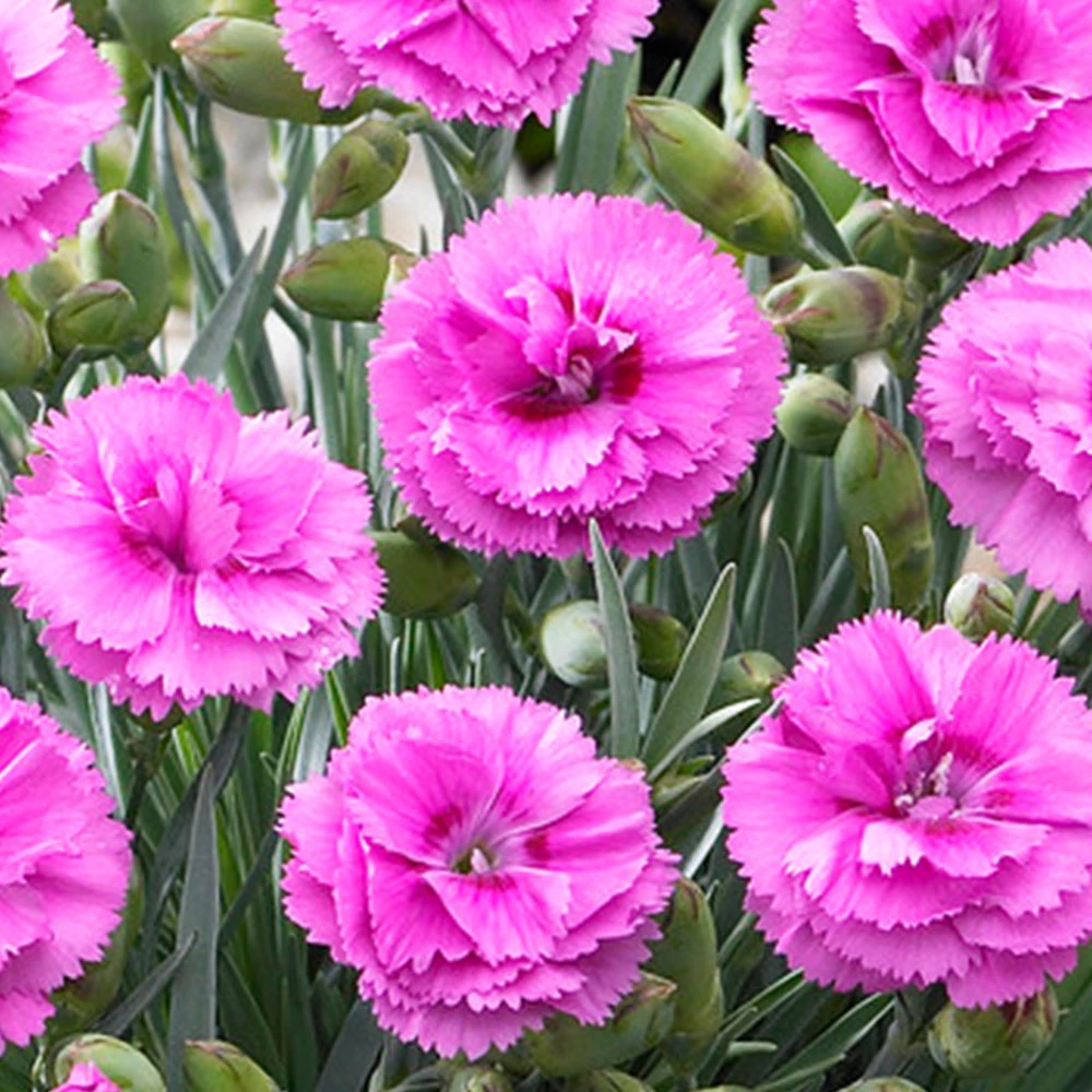 Scent First® Tickled Pink Dianthus - Image 2