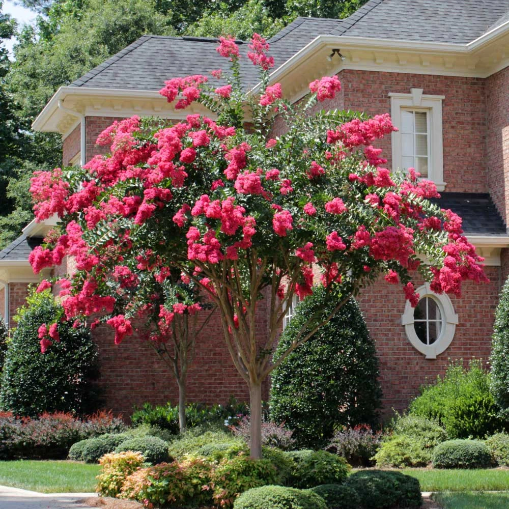 Tonto Red Crape Myrtle Tree - Image 2