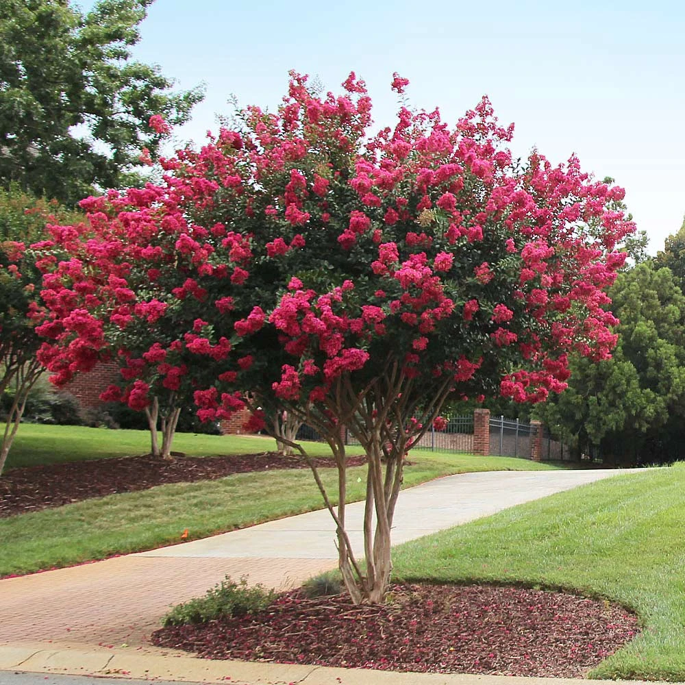 Tonto Red Crape Myrtle Tree - Image 3
