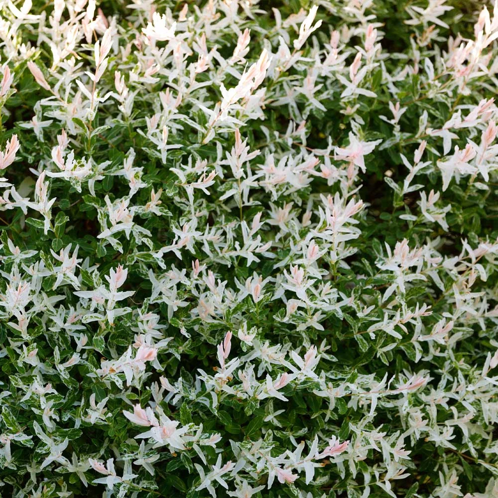 Tri Color Willow Tree - Image 5