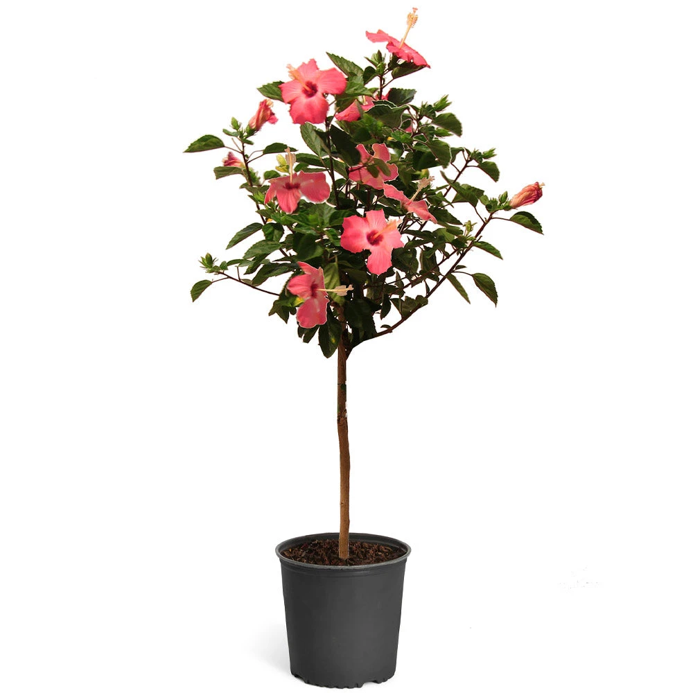Pink Tropical Hibiscus Tree - Image 5
