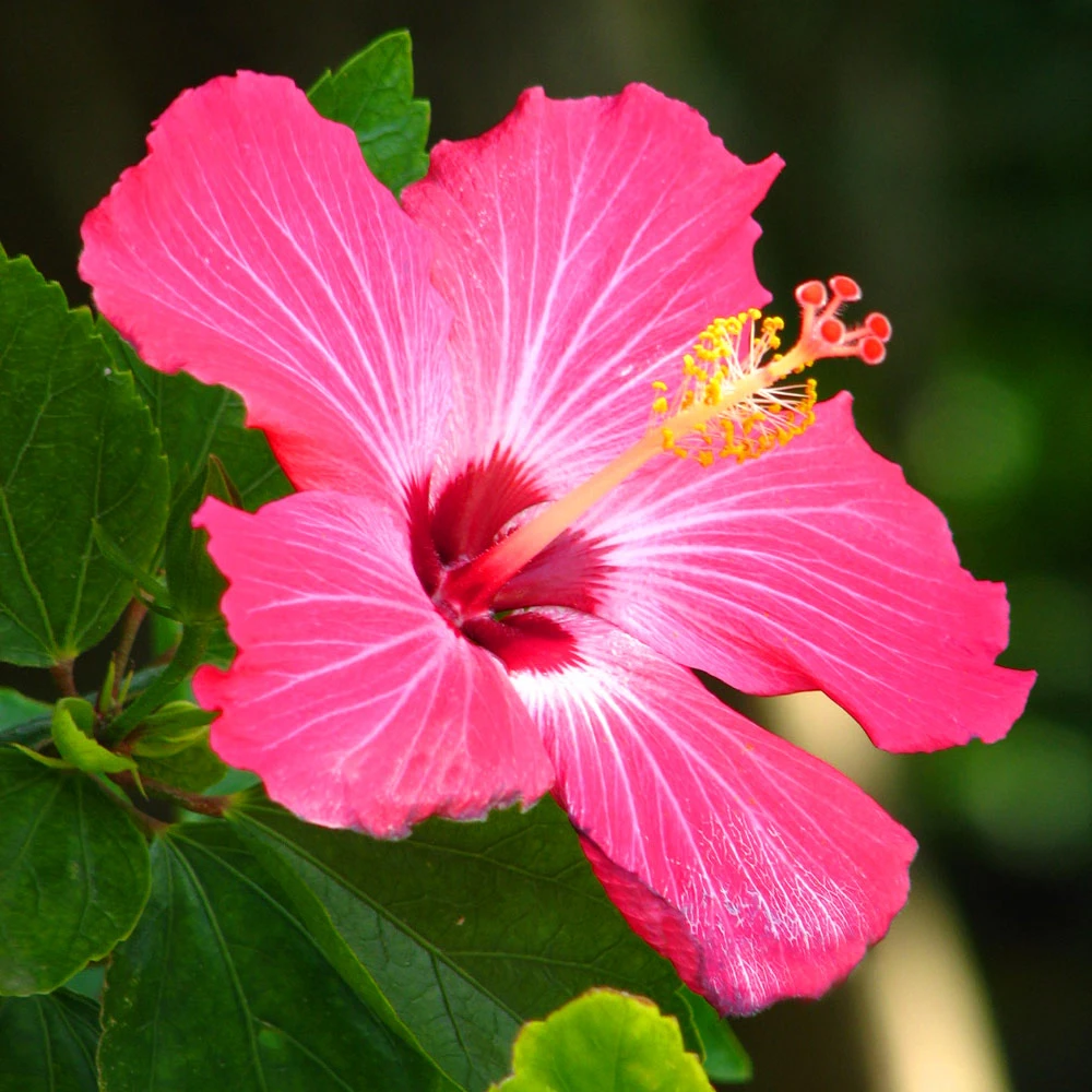Pink Tropical Hibiscus Tree - Image 3