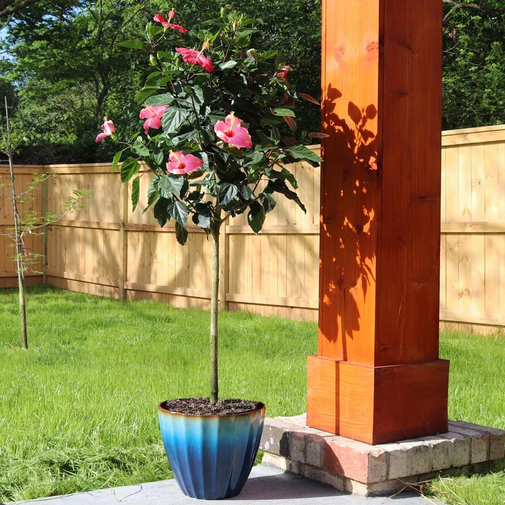 Pink Tropical Hibiscus Tree - Image 2