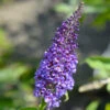 True Blue Butterfly Bush (Tree Form)