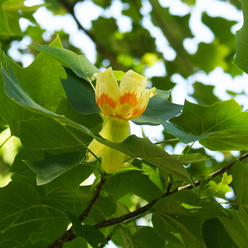 Tulip Poplar Tree - Image 4