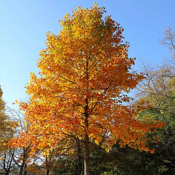 Tulip Poplar Tree
