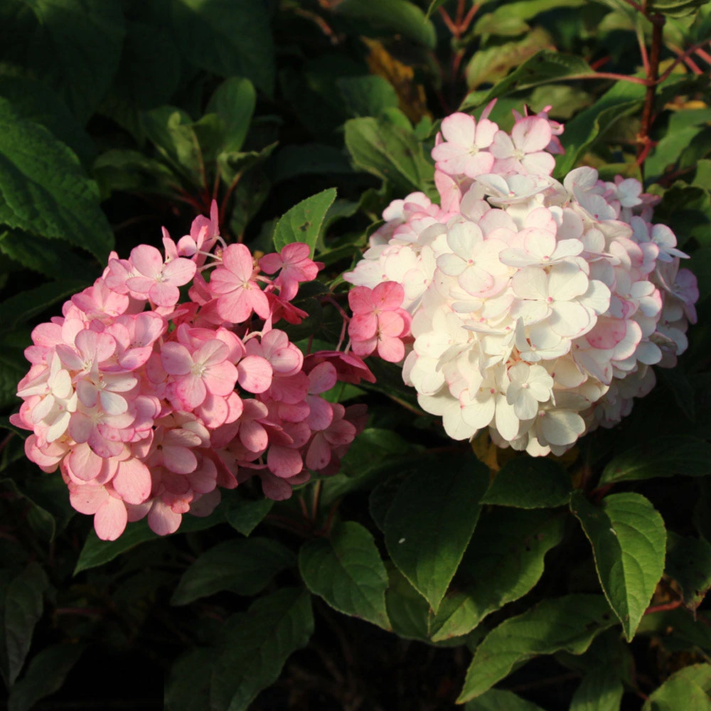 Vanilla Strawberry™ Hydrangea Tree - Image 4