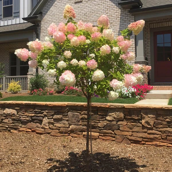 Vanilla Strawberry™ Hydrangea Tree